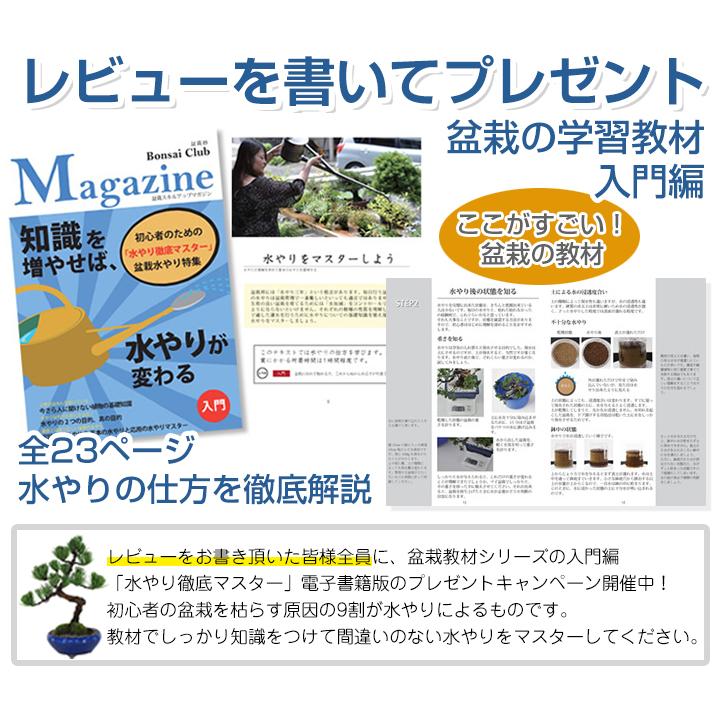 送料無料 お試し盆栽 黒松と4点道具セット はじめてでも安心 盆栽電子書籍プレゼント中 和 観葉植物 職人 趣味 ホビー 松盆栽 ミニ盆栽 Cpr004 盆栽妙 ヤフー店 通販 Yahoo ショッピング