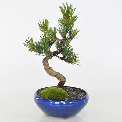 父の日 ギフト 盆栽の贈り物 かっこいい松 育てやすい五葉松の盆栽
