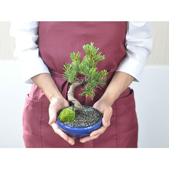 父の日 ギフト 盆栽の贈り物 かっこいい松 育てやすい五葉松の盆栽