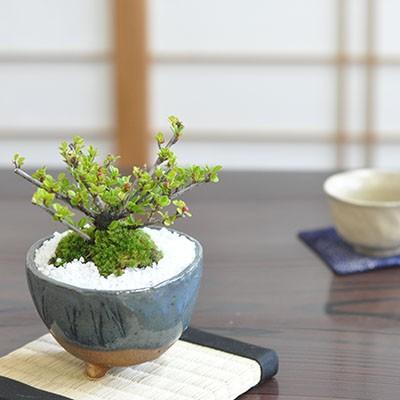 実のなる盆栽 ベニシタン かわいらしい実をつける紅紫檀の盆栽 : 盆栽