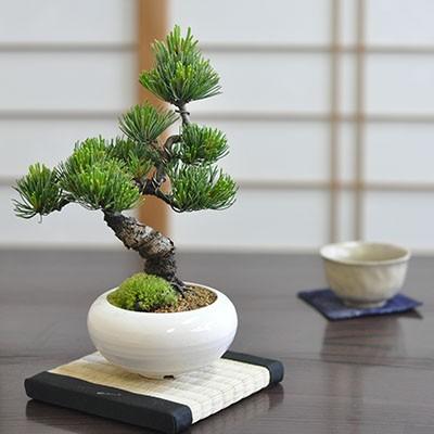 モダン盆栽とはじめて道具セット 普段の生活に取り入れやすい