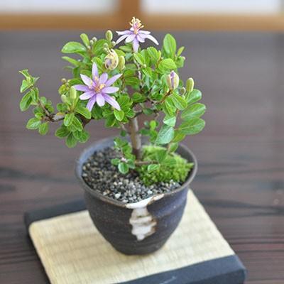 花の咲く盆栽 睡蓮木とはじめて道具セット 長く花を楽しめて育てやすい盆栽 すいれんぼく 花盆栽 Tk014 盆栽妙 ヤフー店 通販 Yahoo ショッピング