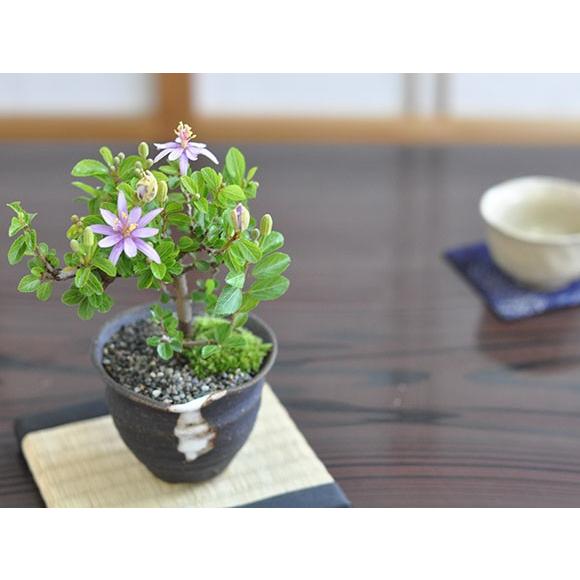 花の咲く盆栽 睡蓮木とはじめて道具セット 長く花を楽しめて育てやすい盆栽 すいれんぼく 花盆栽 Tk014 盆栽妙 ヤフー店 通販 Yahoo ショッピング