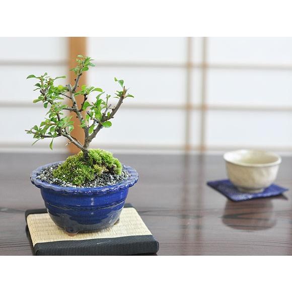 白花長寿梅とはじめて道具セット 白い花を咲かせる縁起の良いお花盆栽