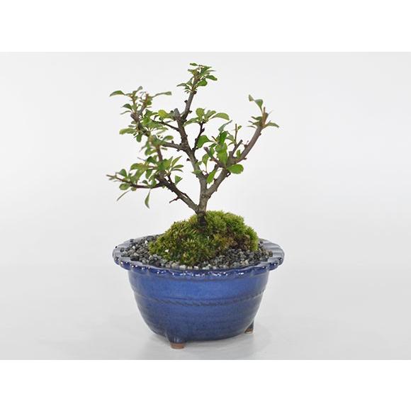 白花長寿梅とはじめて道具セット 白い花を咲かせる縁起の良いお花盆栽 