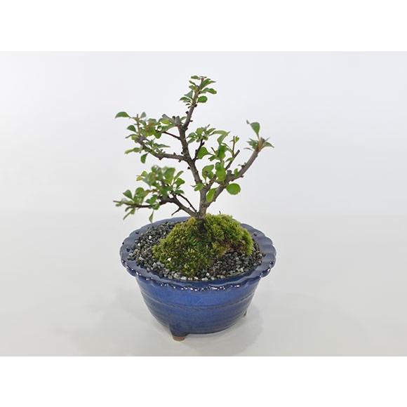 白花長寿梅とはじめて道具セット 白い花を咲かせる縁起の良いお花盆栽