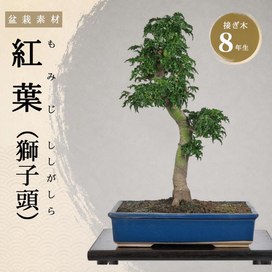 もみじ紅葉盆栽　人気の獅子頭　◉大幅値下げ5/5まで早いもの勝ち！ 盆栽 もみじ 獅子頭 接ぎ木 8年生 ししがしら 樹高42cm 紅葉 鉢植え 中