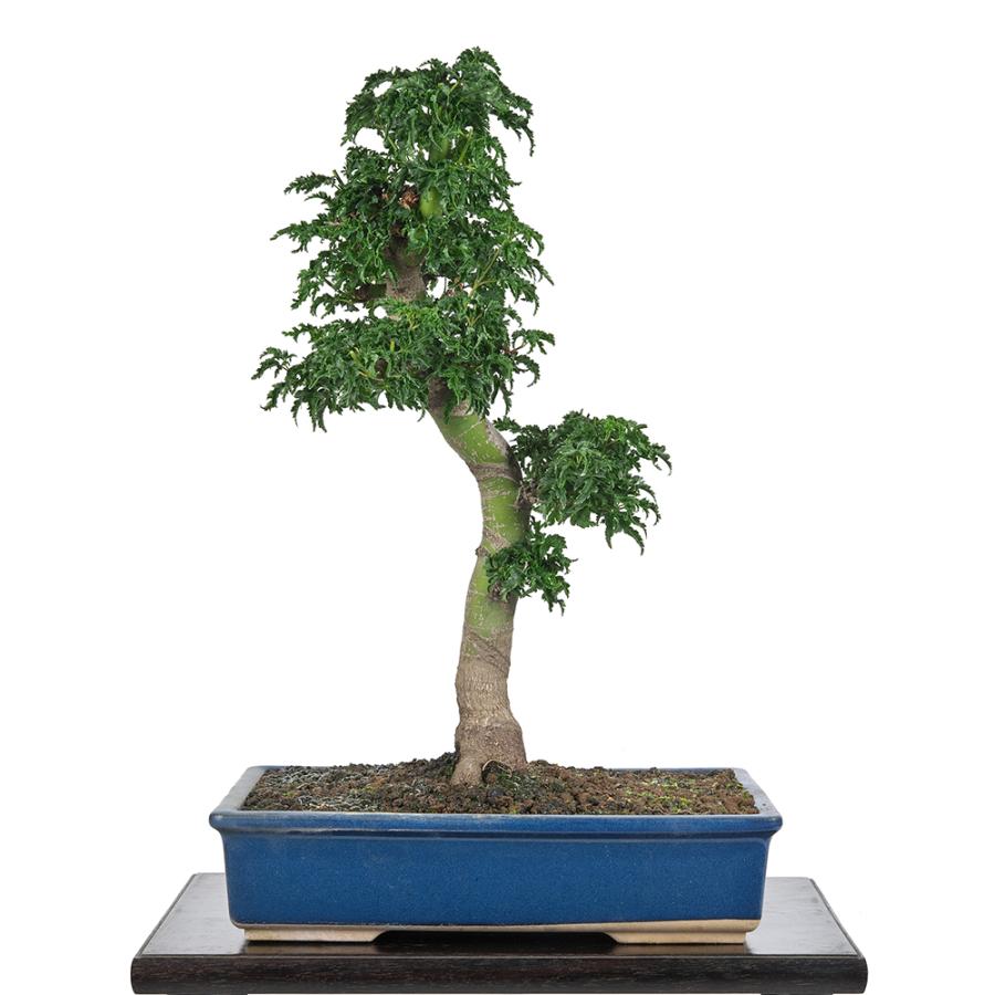 盆栽 もみじ 獅子頭 接ぎ木 8年生 ししがしら 樹高42cm 紅葉 鉢植え 中