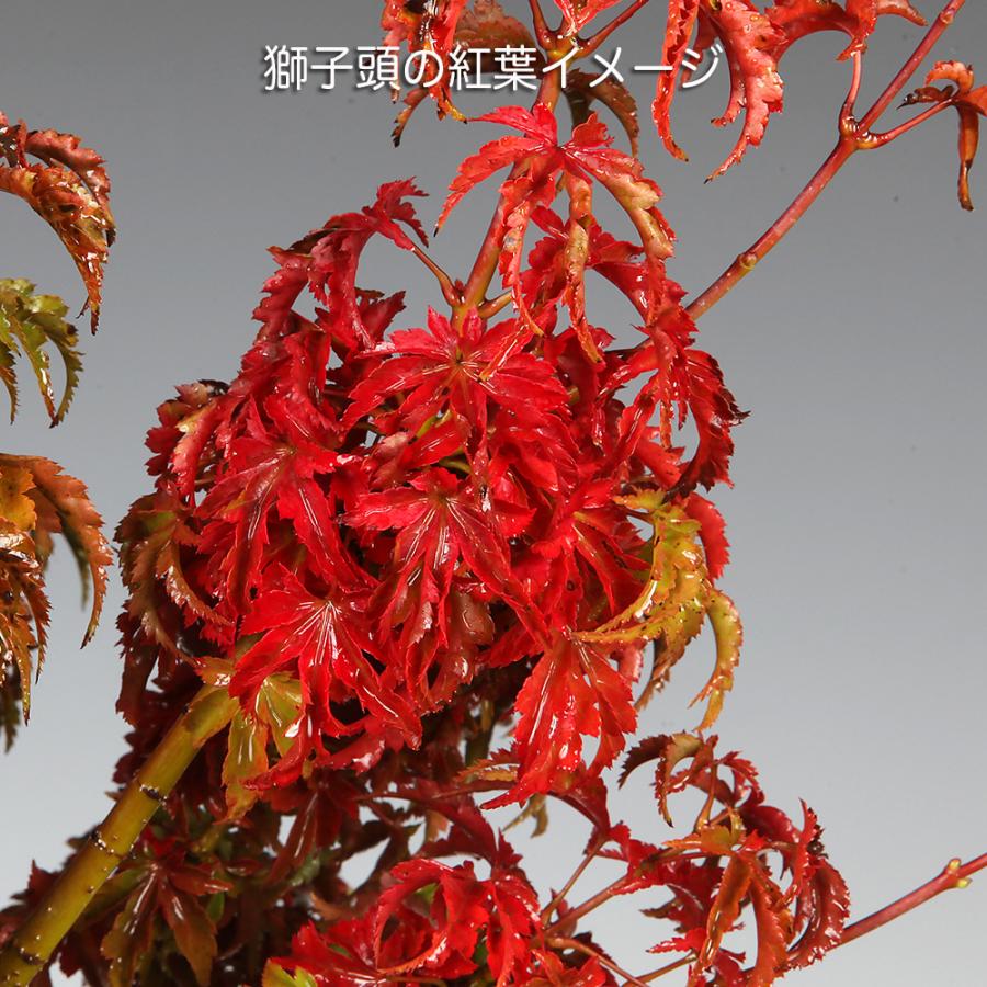 盆栽 もみじ 獅子頭 接ぎ木 8年生 ししがしら 樹高42cm 紅葉 鉢植え 中