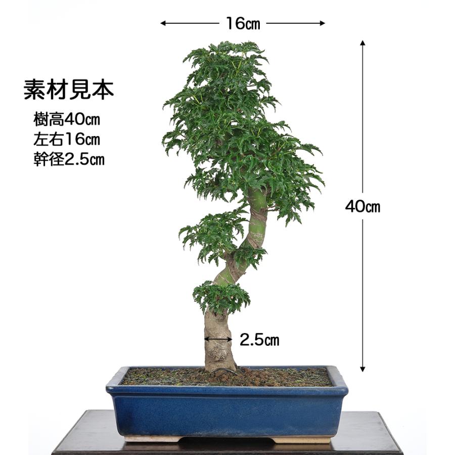 盆栽 もみじ 獅子頭 接ぎ木 8年生 ししがしら 紅葉 鉢植え 中品盆栽