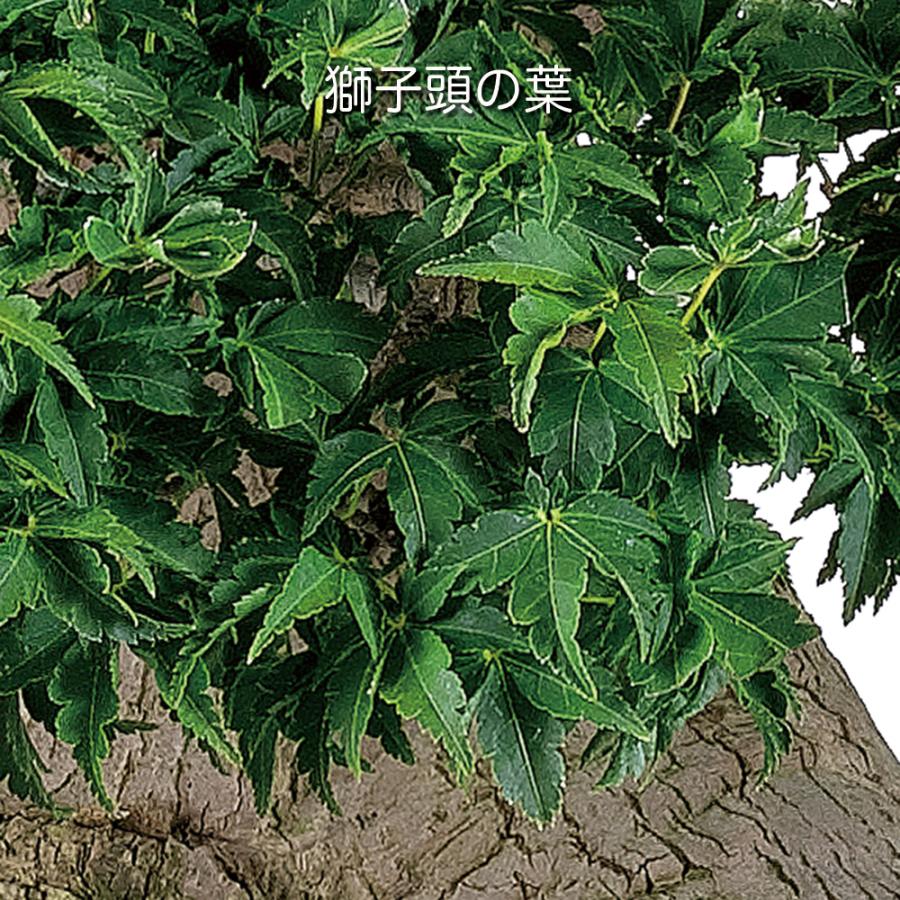 盆栽 もみじ 獅子頭 接ぎ木 8年生 ししがしら 紅葉 鉢植え 中品盆栽