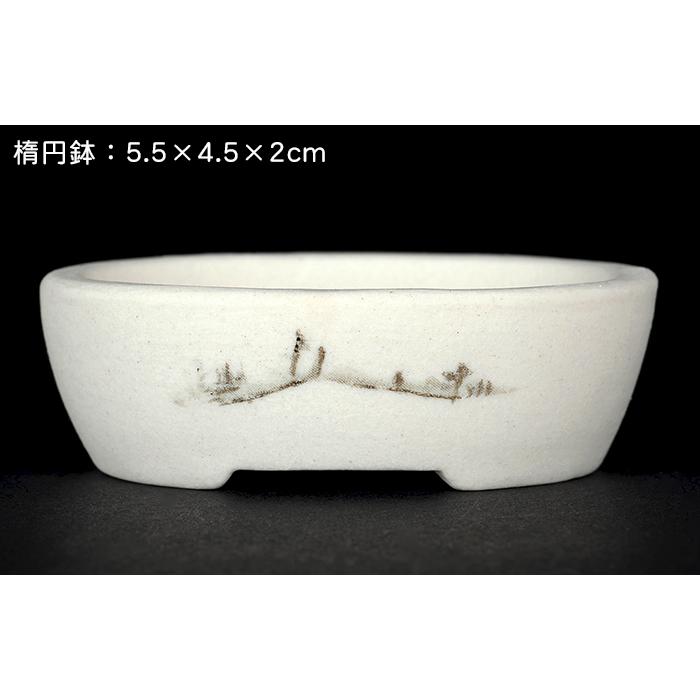 盆栽鉢 植木鉢 「瀬戸焼文山窯絵付小鉢12点セット」 絵鉢 絵付鉢 白