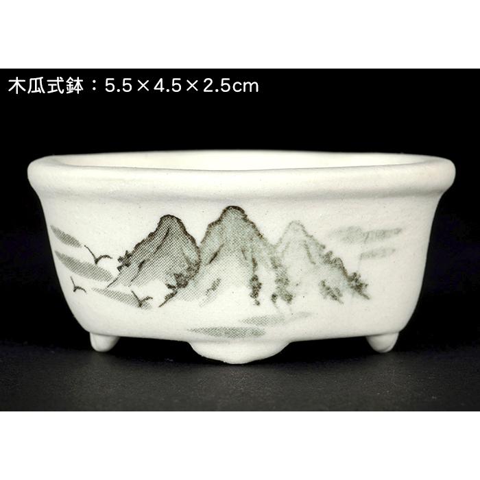 盆栽鉢 植木鉢 「瀬戸焼文山窯絵付小鉢12点セット」 絵鉢 絵付鉢 白