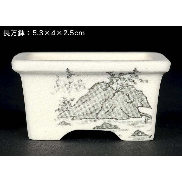 盆栽鉢 植木鉢 「瀬戸焼文山窯絵付小鉢12点セット」 絵鉢 絵付鉢 白