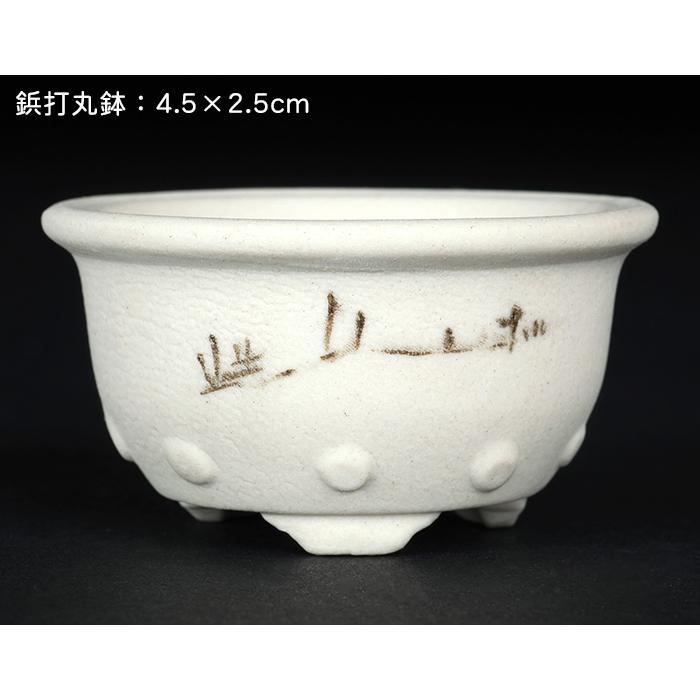盆栽鉢 植木鉢 「瀬戸焼文山窯絵付小鉢12点セット」 絵鉢 絵付鉢 白