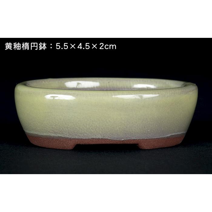 盆栽鉢 「瀬戸焼文山窯色小鉢12点セット」 植木鉢 色鉢 可愛い お洒落