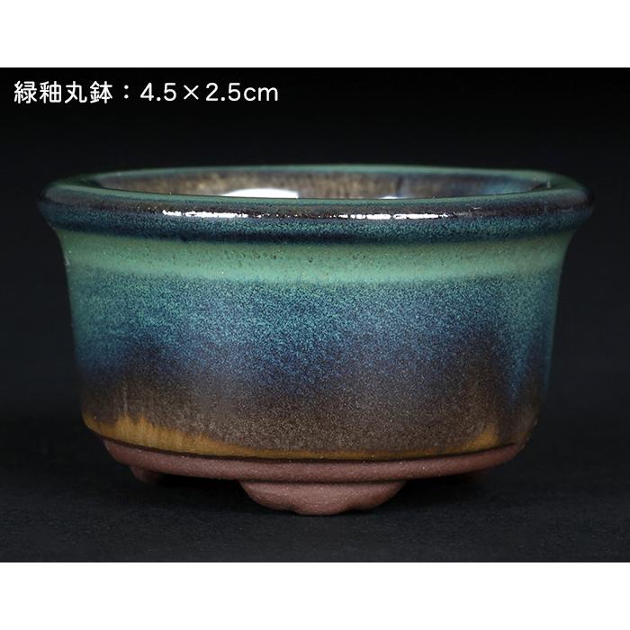 盆栽鉢 「瀬戸焼文山窯色小鉢12点セット」 植木鉢 色鉢 可愛い お洒落