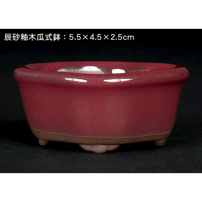 盆栽鉢 「瀬戸焼文山窯色小鉢12点セット」 植木鉢 色鉢 2号 5cm 盆栽鉢 「瀬戸焼文山窯色小鉢12点セット」 植木鉢 色鉢 2号 5cm