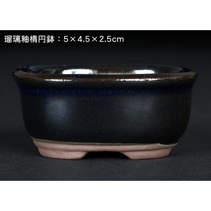 盆栽鉢 「瀬戸焼文山窯色小鉢12点セット」 植木鉢 色鉢 可愛い お洒落
