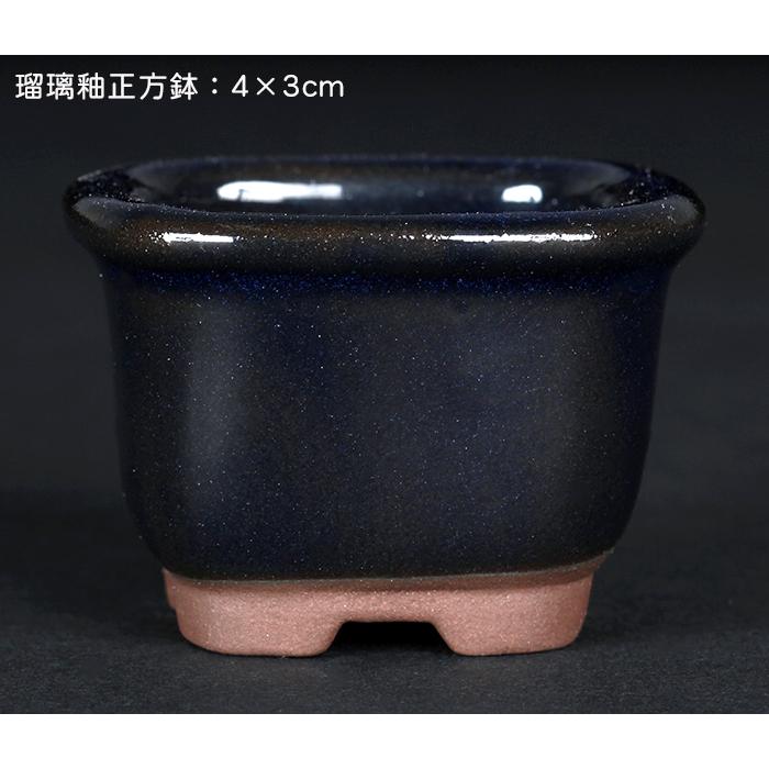 盆栽鉢 「瀬戸焼文山窯色小鉢12点セット」 植木鉢 色鉢 2号 5cm 盆栽鉢 「瀬戸焼文山窯色小鉢12点セット」 植木鉢 色鉢 2号 5cm
