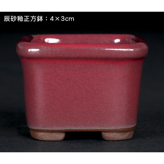 盆栽鉢 「瀬戸焼文山窯色小鉢12点セット」 植木鉢 色鉢 可愛い お洒落