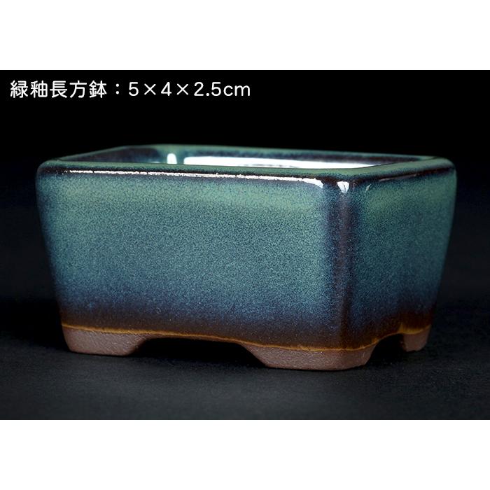 盆栽鉢 「瀬戸焼文山窯色小鉢12点セット」 植木鉢 色鉢 可愛い お洒落