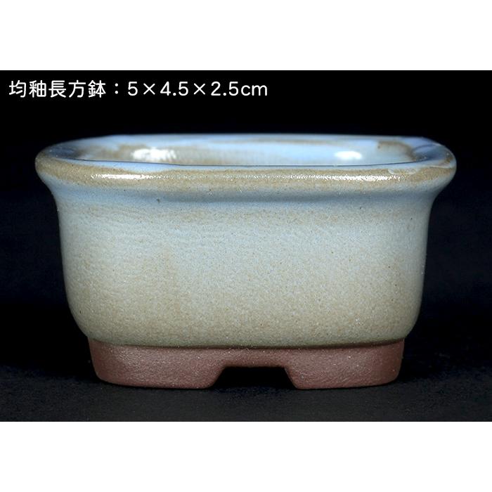 盆栽鉢 「瀬戸焼文山窯色小鉢12点セット」 植木鉢 色鉢 可愛い お洒落