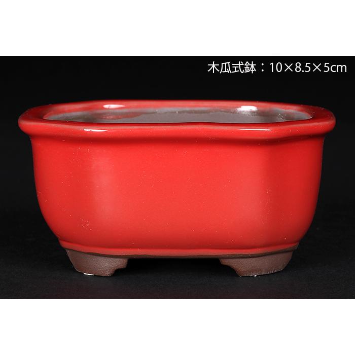 No.303 文山豆盆栽鉢1.5号12点セット 赤 - Bonsai Network Japan 盆栽