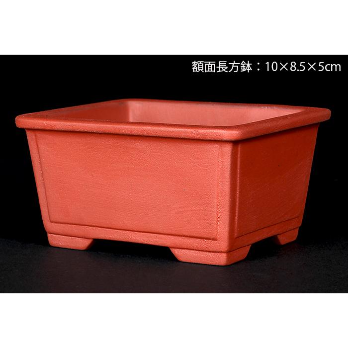 盆栽鉢 植木鉢 瀬戸焼文山窯泥鉢4点セット 泥鉢 焼締 3号 10cm 朱泥 赤