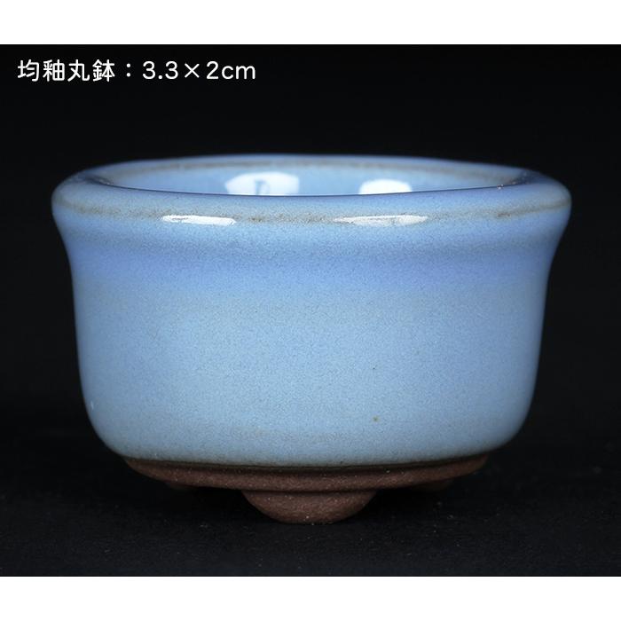 盆栽鉢 「瀬戸焼文山窯色豆鉢6点セット」 植木鉢 色鉢 豆鉢 1号