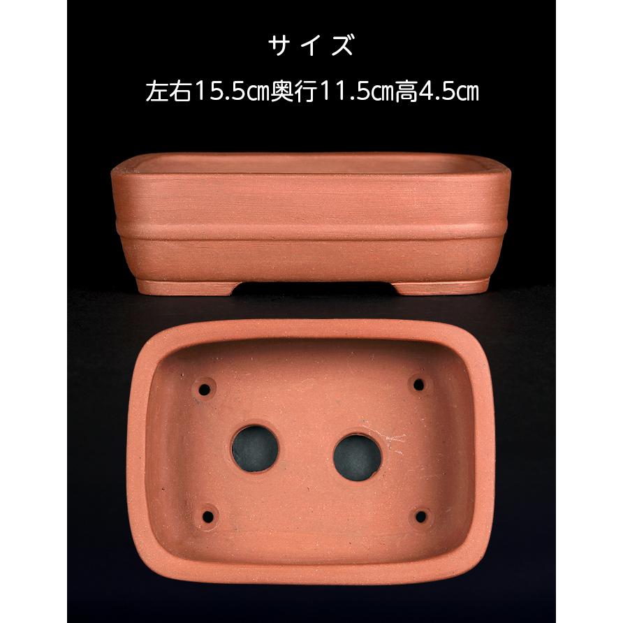 盆栽鉢 銭号胴紐長方鉢 常滑 泥鉢 5号 15cm 紫泥 松柏盆栽 小品盆栽