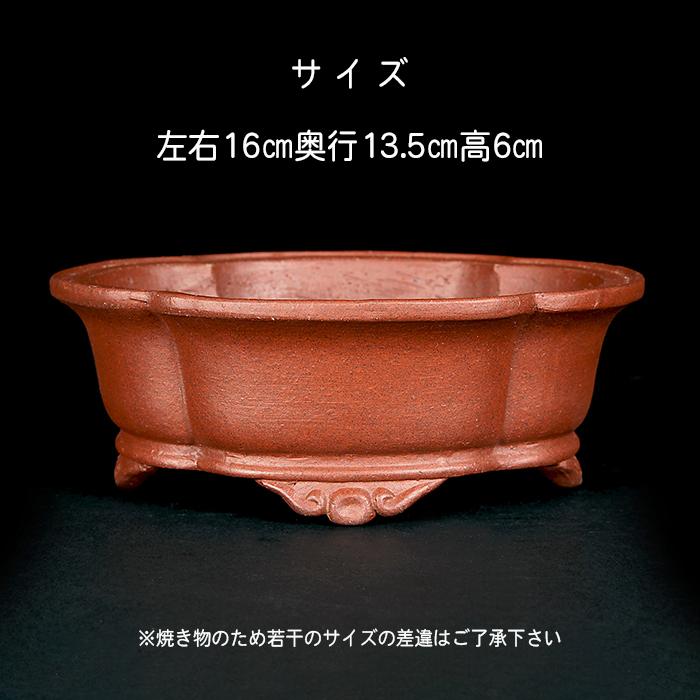 盆栽鉢 柴勝外縁下紐木瓜式鉢 常滑 泥鉢 5号 紫泥 朱泥 小品盆栽 ミニ