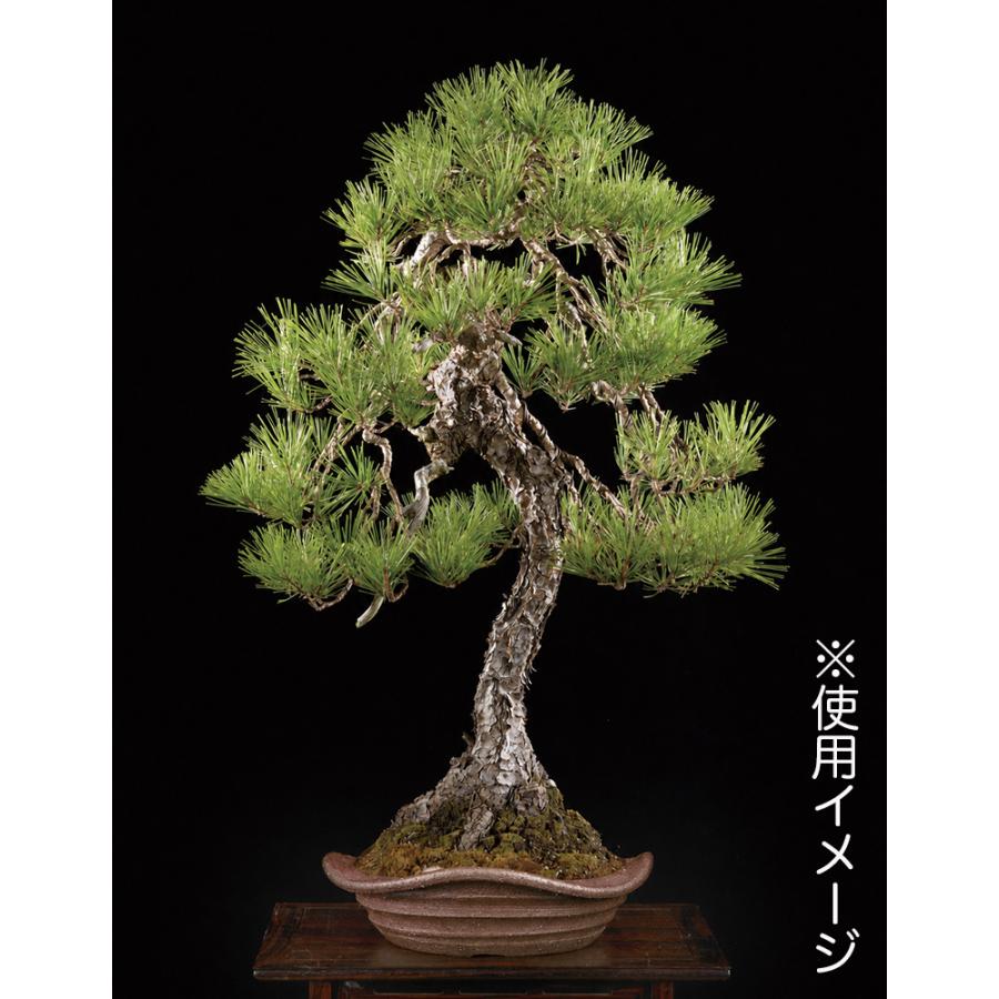 凡才　盆栽鉢　松柏盆栽　雑木盆栽　皐月盆栽　山野草 盆栽鉢 凡才外縁丸鉢 6号 18.5cm 常滑焼 松下凡才 南蛮鉢風 モダン