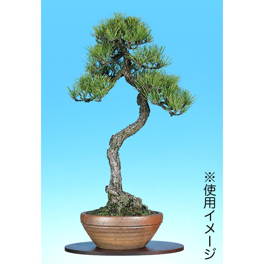 盆栽鉢 常滑焼 松下凡才 南蛮鉢 8号 24.5cm どんぶり型丸鉢 陶器鉢 中
