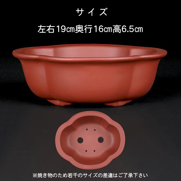 盆栽鉢 紫泥外縁木瓜式鉢 朱泥 植木鉢 中国鉢 泥鉢 陶器 6号 19cm
