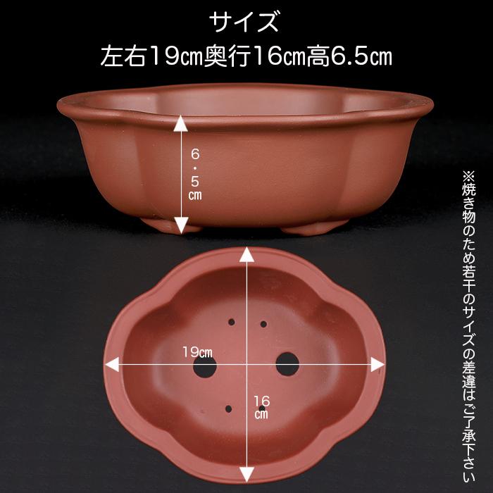盆栽鉢 紫泥外縁木瓜式鉢 6号 19cm 朱泥 植木鉢 中国鉢 泥鉢 陶器 肉厚