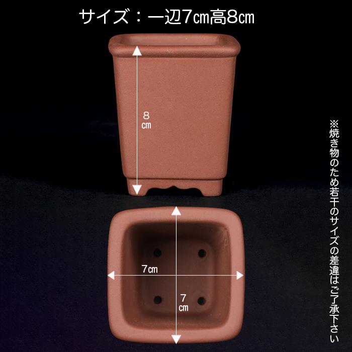 盆栽鉢 紫泥正方下方鉢 2号 7cm 朱泥 植木鉢 中国鉢 泥鉢 陶器 肉厚