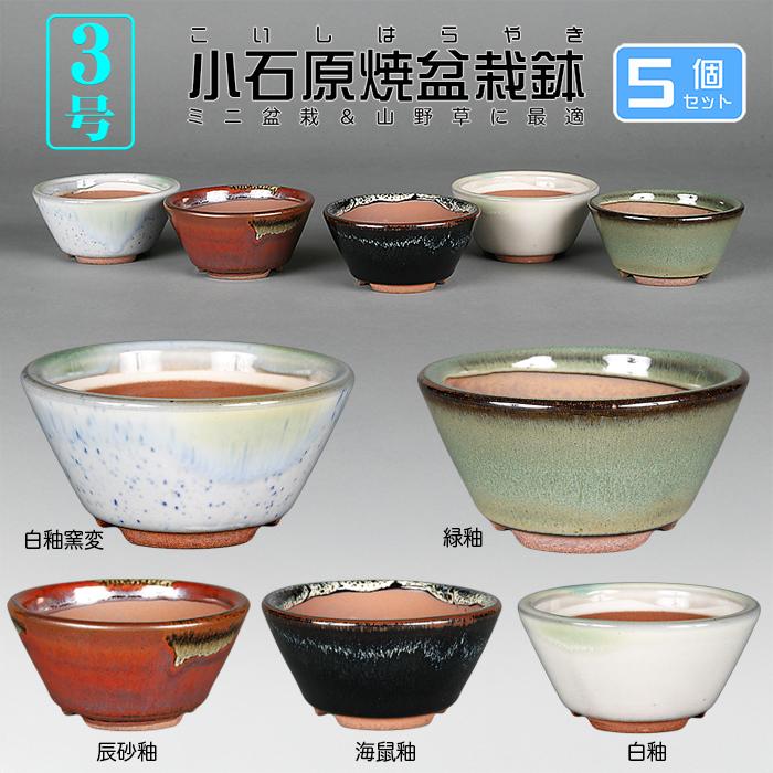 盆栽鉢 小石原焼3号切立丸鉢5点セット 山草鉢 口径10cm 小品盆栽 ミニ