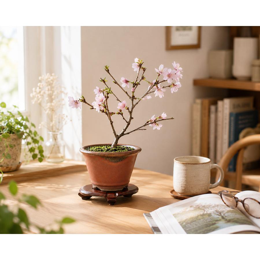 盆栽キット 季節の盆栽と鉢のおまかせセット 「桜」 盆栽 入門セット