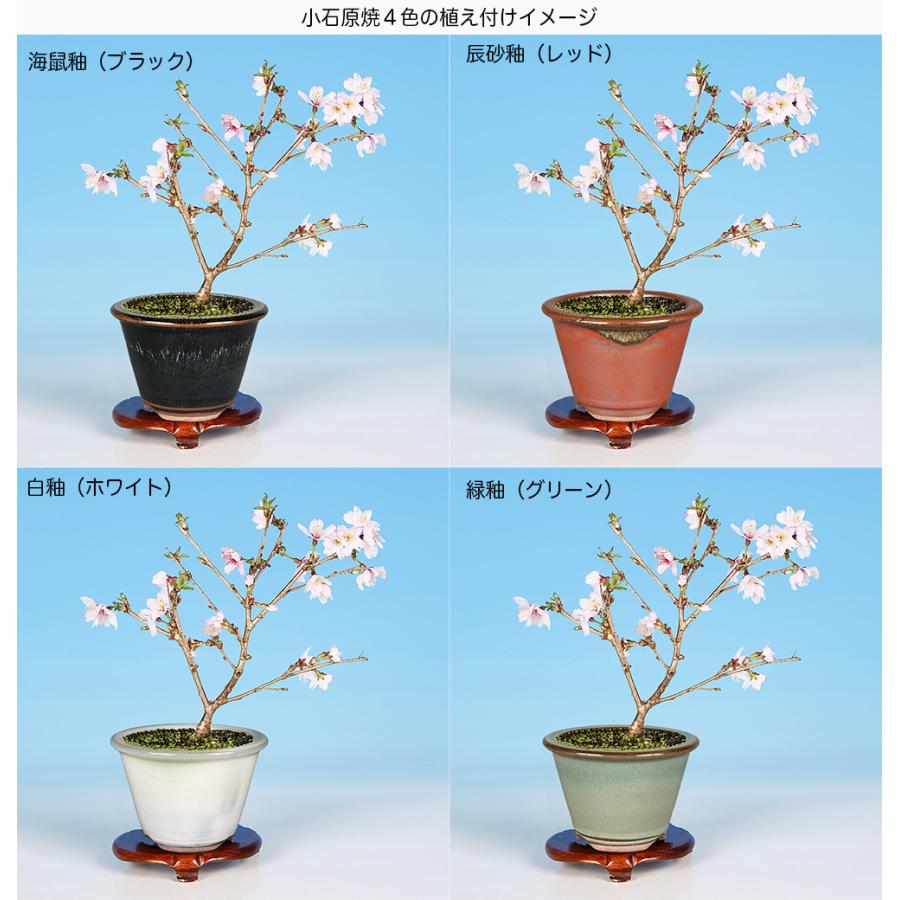 盆栽キット 季節の盆栽と鉢のおまかせセット 「桜」 盆栽 入門セット