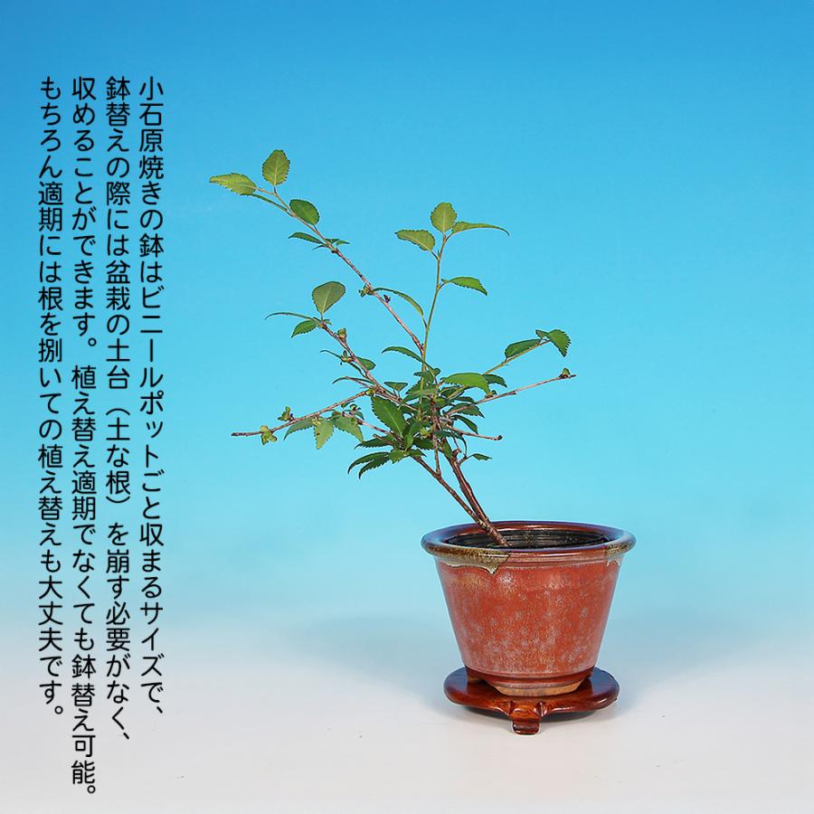盆栽キット 季節の盆栽と鉢のおまかせセット 「桜」 盆栽 入門セット