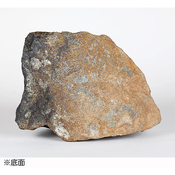 菊花石　水石　盆石　観賞石　台座付き 菊花石（台座付) A3660☆根尾谷産 添景 添配 水石 盆石 鑑賞石