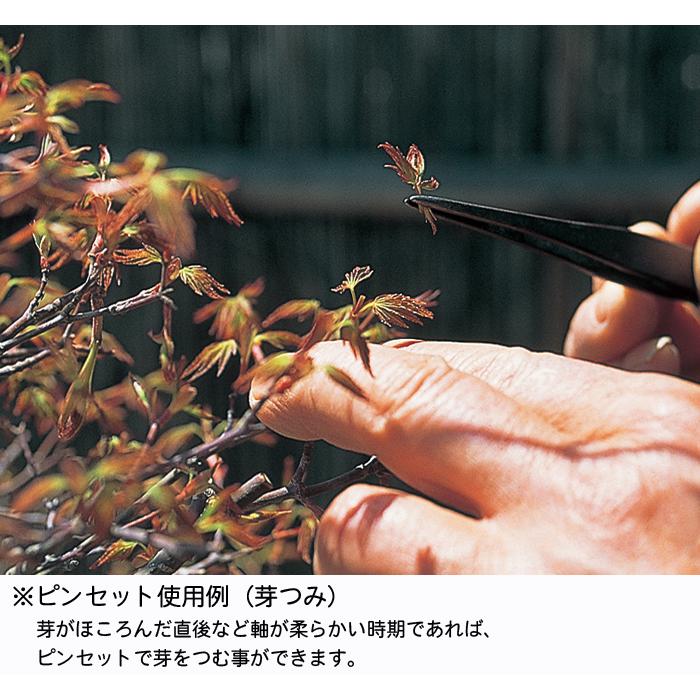 盆栽道具 手入れ道具 「松葉取り用ピンセット 直」 芽つみ 芽摘み 芽