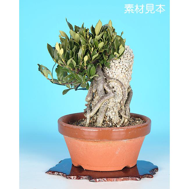 新しいコレクション くちなし 石付 最安値挑戦 Bitcoinbro Frankhawley Com