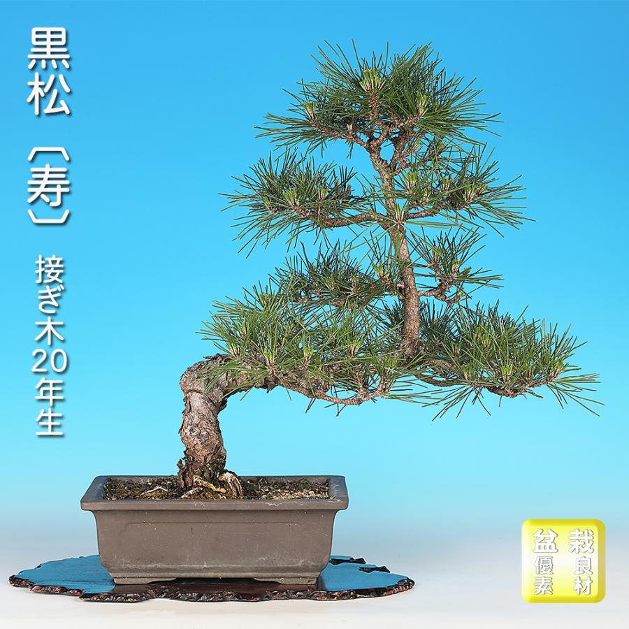黒松盆栽！ クロマツ｜石木花図鑑｜石木花｜SEKIBOKKA｜盆栽