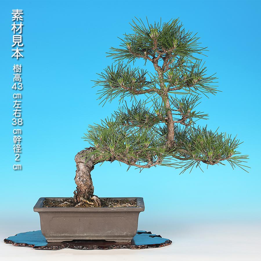 盆栽 黒松 寿 接ぎ木20年生 クロマツ 短葉品種 松盆栽 人気品種 初心者