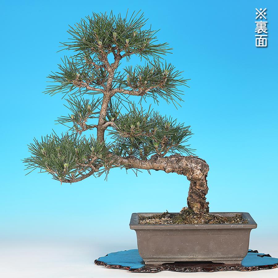 盆栽 黒松 寿 接ぎ木20年生 クロマツ 短葉品種 松盆栽 人気品種 初心者