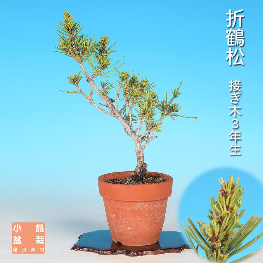 盆栽 折鶴松 接ぎ木3年生 オリヅルマツ 黒松 クロマツ 小品盆栽 ミニ