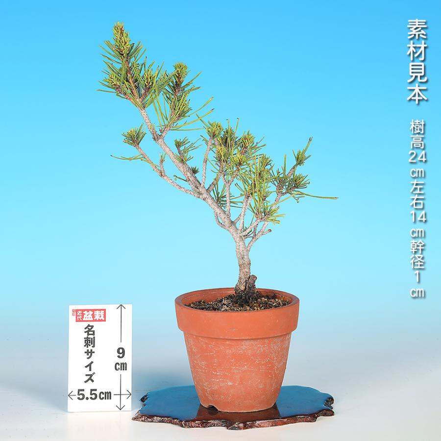 盆栽 折鶴松 接ぎ木3年生 オリヅルマツ 黒松 クロマツ 小品盆栽 ミニ