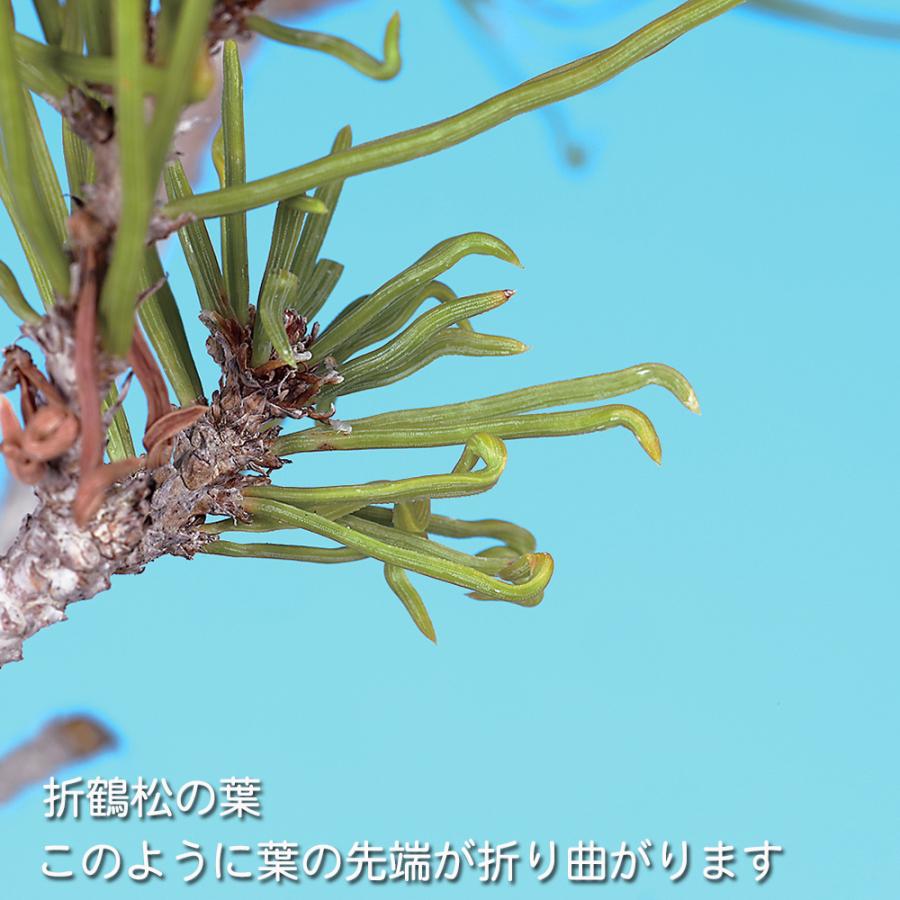 盆栽 折鶴松 接ぎ木3年生 オリヅルマツ 黒松 クロマツ 小品盆栽 ミニ